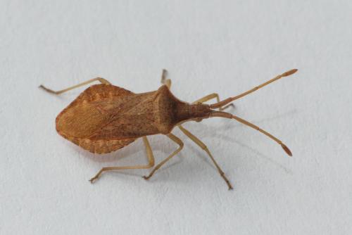Réf. 242 235 : Haploprocta sulcicornis